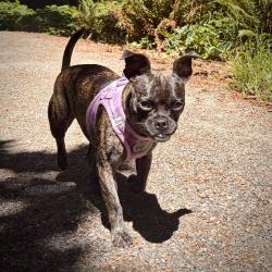Lost Female Dog last seen Caldera apmts, Clackamas, OR 97015