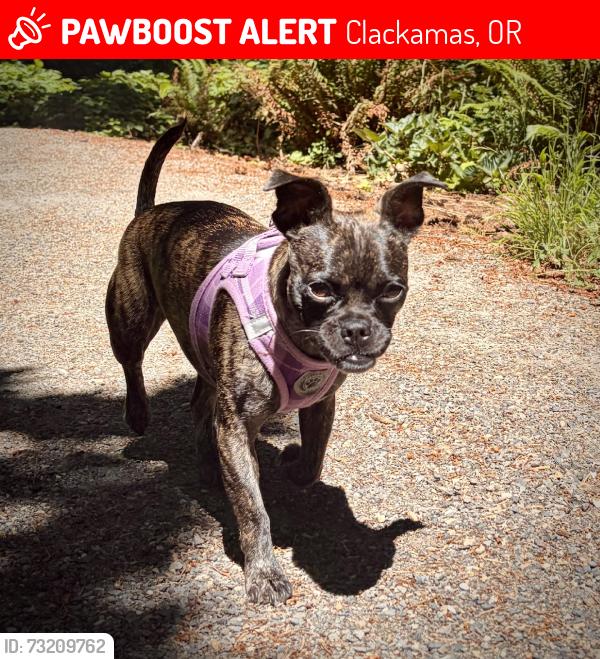 Lost Female Dog last seen Caldera apmts, Clackamas, OR 97015