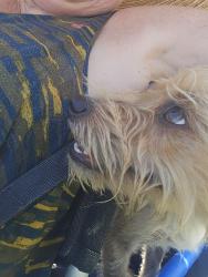 Reunited Male Dog last seen Lake lewisville, The Colony, TX 75056