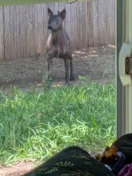 Reunited Female Dog last seen Near Daffodil Ln, Lewisville, TX 75077, USA, Lewisville, TX 75077