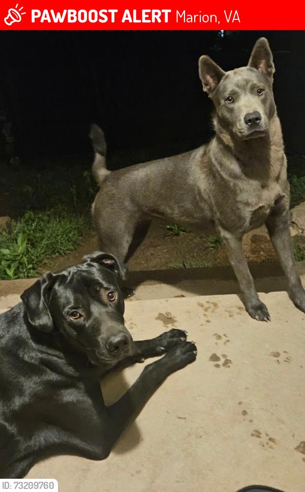Lost Female Dog last seen Asylum exit 45 marion, Marion, VA 24354
