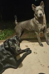 Lost Female Dog last seen Asylum exit 45 marion, Marion, VA 24354