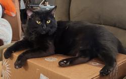 Reunited Male Cat last seen 37sndMaize, Maize, KS 67101