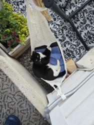Lost Female Cat last seen Radcliffe Drive & Radcliffe Crescent, Calgary, AB T2A 5X1