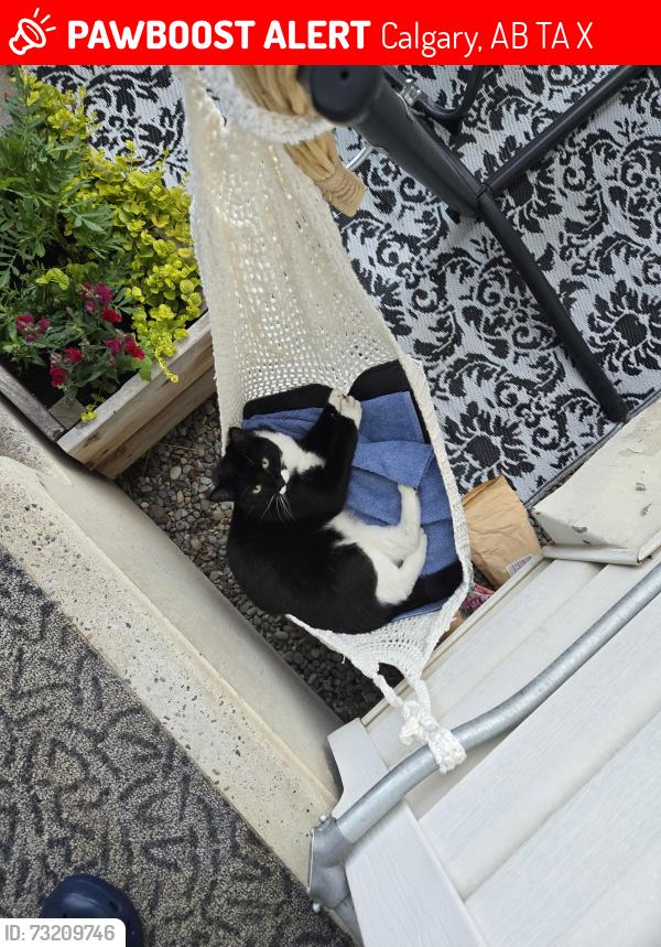 Lost Female Cat last seen Radcliffe Drive & Radcliffe Crescent, Calgary, AB T2A 5X1