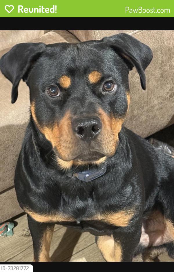 Reunited Male Dog last seen Nimmons Bridge and Shallow Ford, Salem, SC 29676