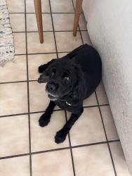 Lost Female Dog last seen Lunaai Place, Kailua, HI 96734