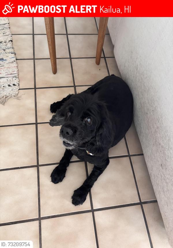 Lost Female Dog last seen Lunaai Place, Kailua, HI 96734