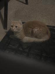 Found/Stray Female Cat last seen Big Bass Dr., Raleigh, NC 27610