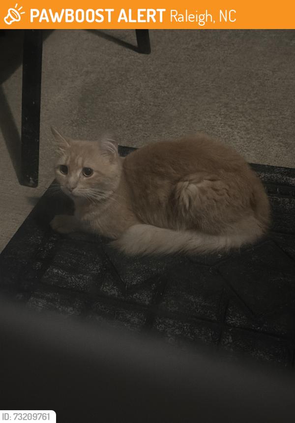 Found/Stray Female Cat last seen Big Bass Dr., Raleigh, NC 27610