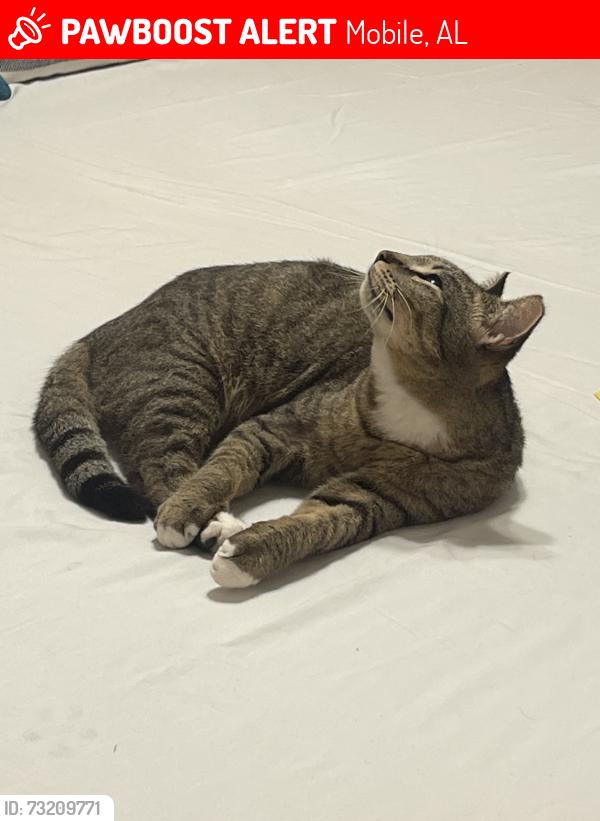 Lost Female Cat last seen DIP area by dog river, Mobile, AL 36605