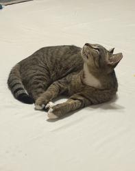 Lost Female Cat last seen DIP area by dog river, Mobile, AL 36605