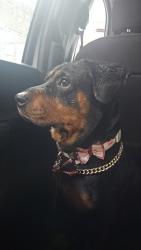 Found/Stray Female Dog last seen OBT - Orlando, Orlando, FL 32805