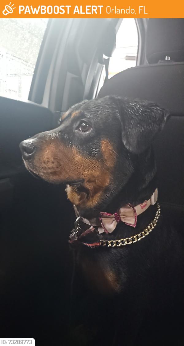 Found/Stray Female Dog last seen OBT - Orlando, Orlando, FL 32805