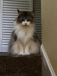 Reunited Male Cat last seen 9th Avenue / Hillbrook Way, Pensacola, FL 32503