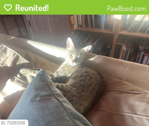 Reunited Female Cat last seen McGee and Lincoln, Berkeley, CA 94703