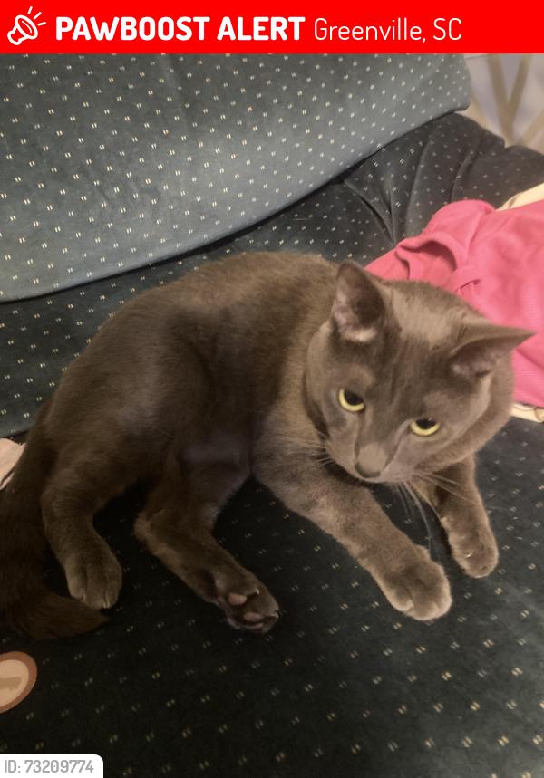 Lost Male Cat last seen Parkins Mill Rd and Hanover Lane, Greenville, SC 29607
