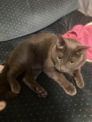 Lost Male Cat last seen Parkins Mill Rd and Hanover Lane, Greenville, SC 29607