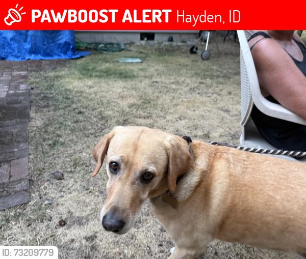 Lost Female Dog last seen Hayden Idaho, Hayden, ID 83835