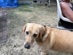 Lost Female Dog last seen Hayden Idaho, Hayden, ID 83835