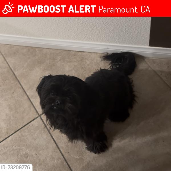 Lost Male Dog last seen 70th street / Obispo, Paramount, CA 90723