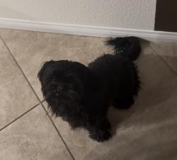 Lost Male Dog last seen 70th street / Obispo, Paramount, CA 90723