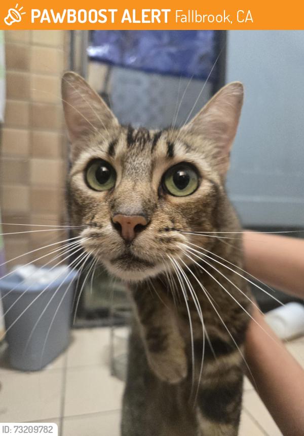 Found/Stray Unknown Cat last seen Morro Rd, Fallbrook, CA 92028