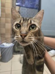 Found/Stray Unknown Cat last seen Morro Rd, Fallbrook, CA 92028