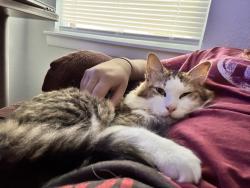Lost Male Cat last seen Travis Street Sherman Texas, Sherman, TX 75092