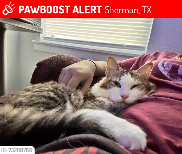 Lost Male Cat last seen Travis Street Sherman Texas, Sherman, TX 75092