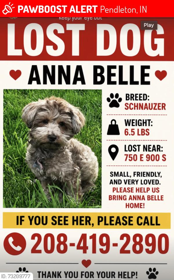 Lost Female Dog last seen Near east 900 south, Salt Lake City, UT 84105