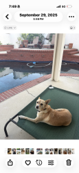 Reunited Female Dog last seen Timberline, North Tustin, CA 92705
