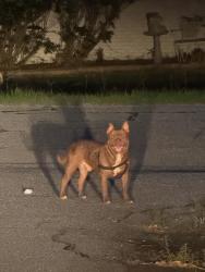Found/Stray Male Dog last seen Yancy Street / Webb Avenue, Columbus, GA 31909