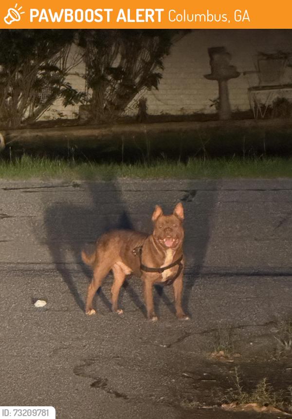 Found/Stray Male Dog last seen Yancy Street / Webb Avenue, Columbus, GA 31909