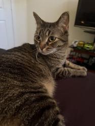Reunited Female Cat last seen Shellstone Ave, Las Vegas, NV 89117, USA, Las Vegas, NV 89117