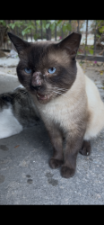 Found/Stray Male Cat last seen Fahrion and broadway, Anaheim, CA 92805
