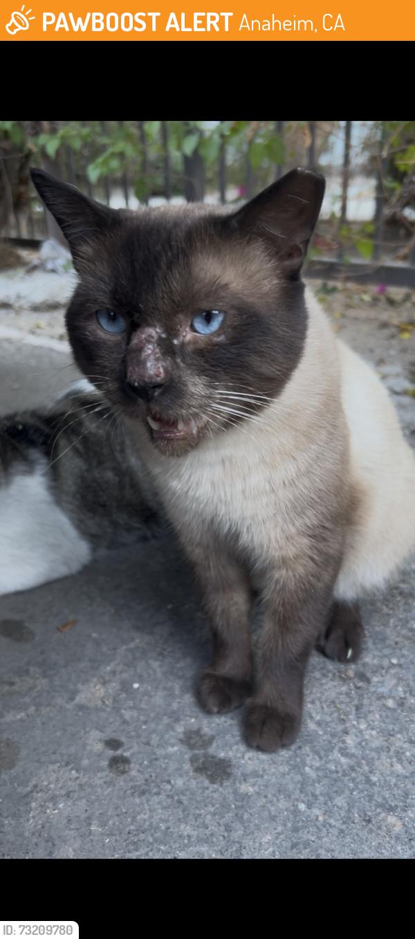 Found/Stray Male Cat last seen Fahrion and broadway, Anaheim, CA 92805