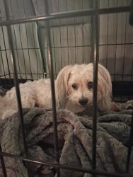 Found/Stray Female Dog last seen Kemper and N. Slide, Lubbock, TX 79416