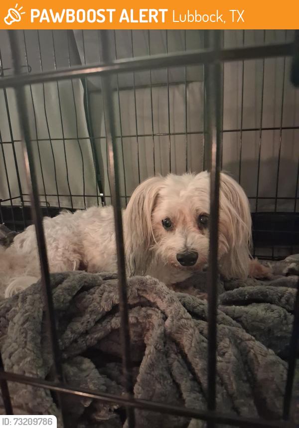 Found/Stray Female Dog last seen Kemper and N. Slide, Lubbock, TX 79416