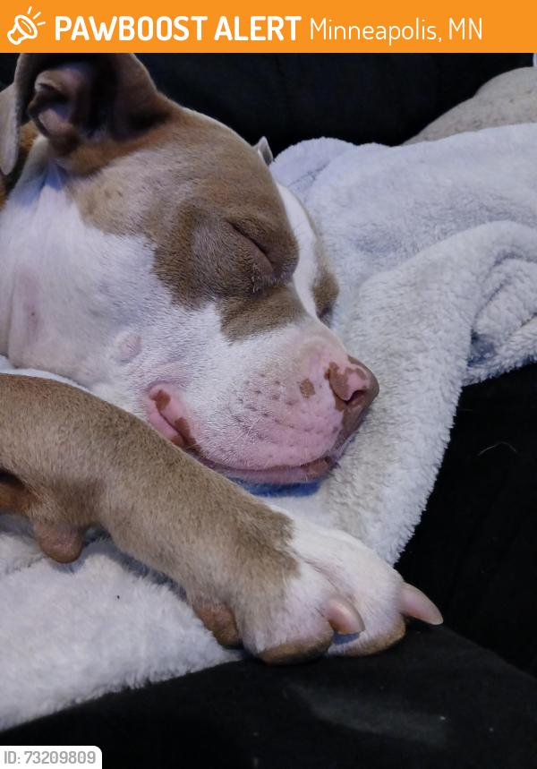 Found/Stray Female Dog last seen Lowry and Lyndale Ave N, Minneapolis, MN 55412