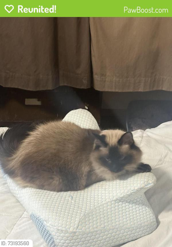 Reunited Female Cat last seen Meadow and Second, Park and Davenport, Palo Alto, CA 94306