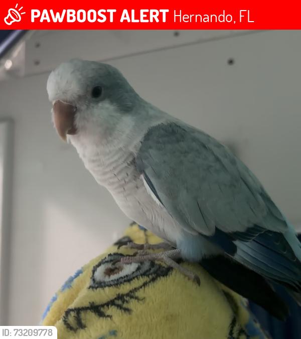 Lost Unknown Bird last seen Rhapsody Lane Hernando FL, Hernando, FL 34442