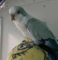 Lost Unknown Bird last seen Rhapsody Lane Hernando FL, Hernando, FL 34442
