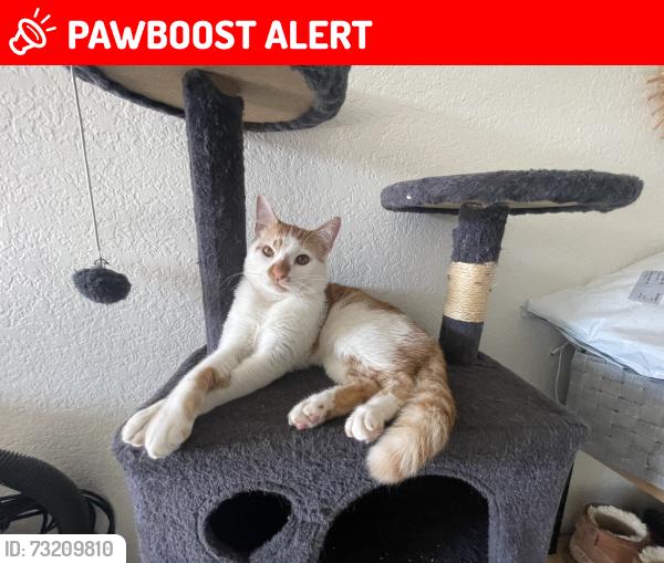Lost Male Cat last seen Kwis ave hacienda, Hacienda Heights, CA 91745