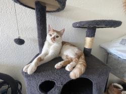 Lost Male Cat last seen Kwis ave hacienda, Hacienda Heights, CA 91745