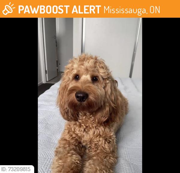 Found/Stray Unknown Dog last seen Garnetwood chase park, Mississauga, ON 