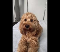 Found/Stray Unknown Dog last seen Garnetwood chase park, Mississauga, ON 
