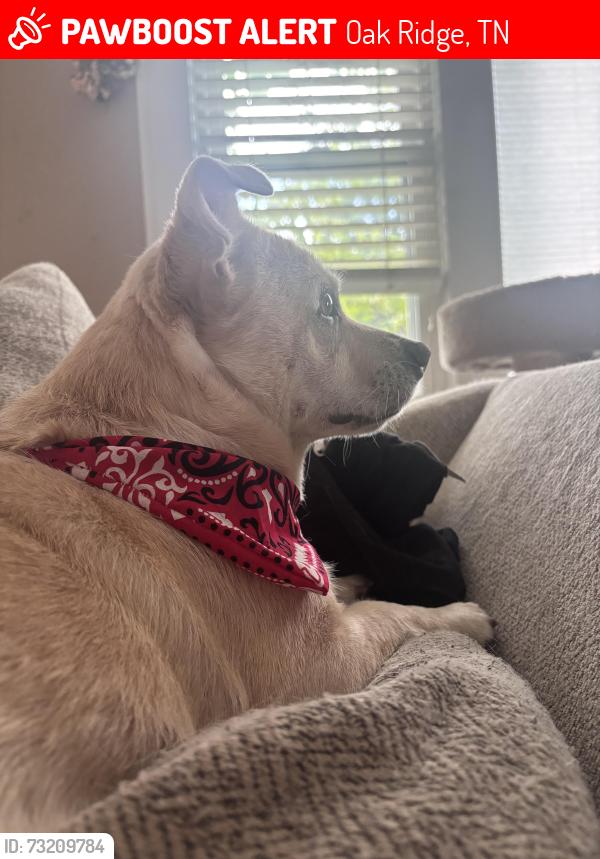 Lost Male Dog last seen Near Delaware Ave Oak Ridge Tn, Oak Ridge, TN 37830