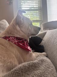 Lost Male Dog last seen Near Delaware Ave Oak Ridge Tn, Oak Ridge, TN 37830