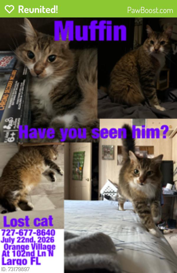 Reunited Male Cat last seen 102nd Ln largo florida, Largo, FL 33773